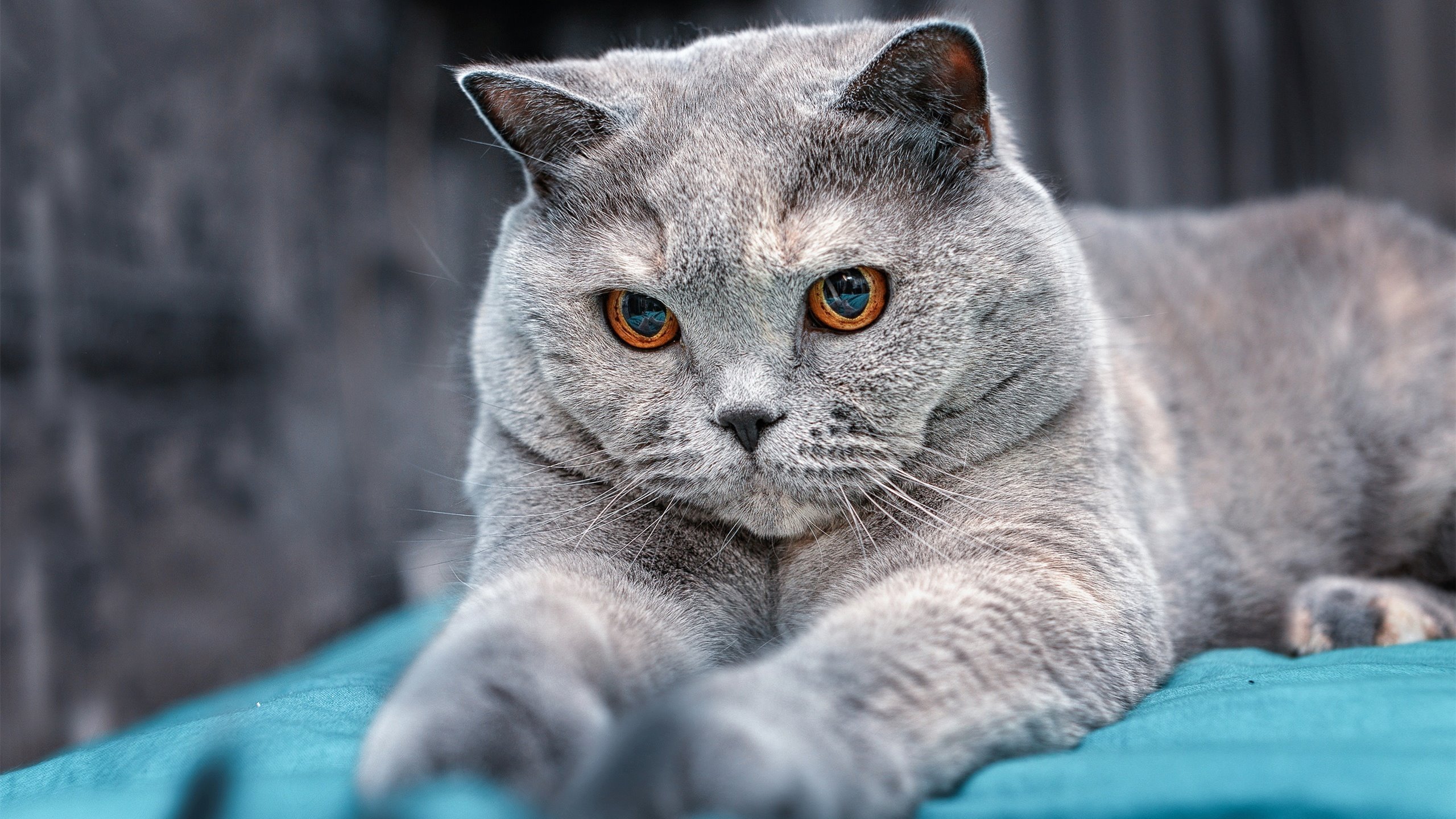 意甲焦点战之夜,奥纳纳点燃赛场,圣西罗见证新传奇